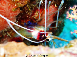 Boxer shrimp by Cigdem Cooper 